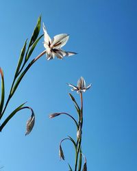 Low angle view of flowers against clear blue sky