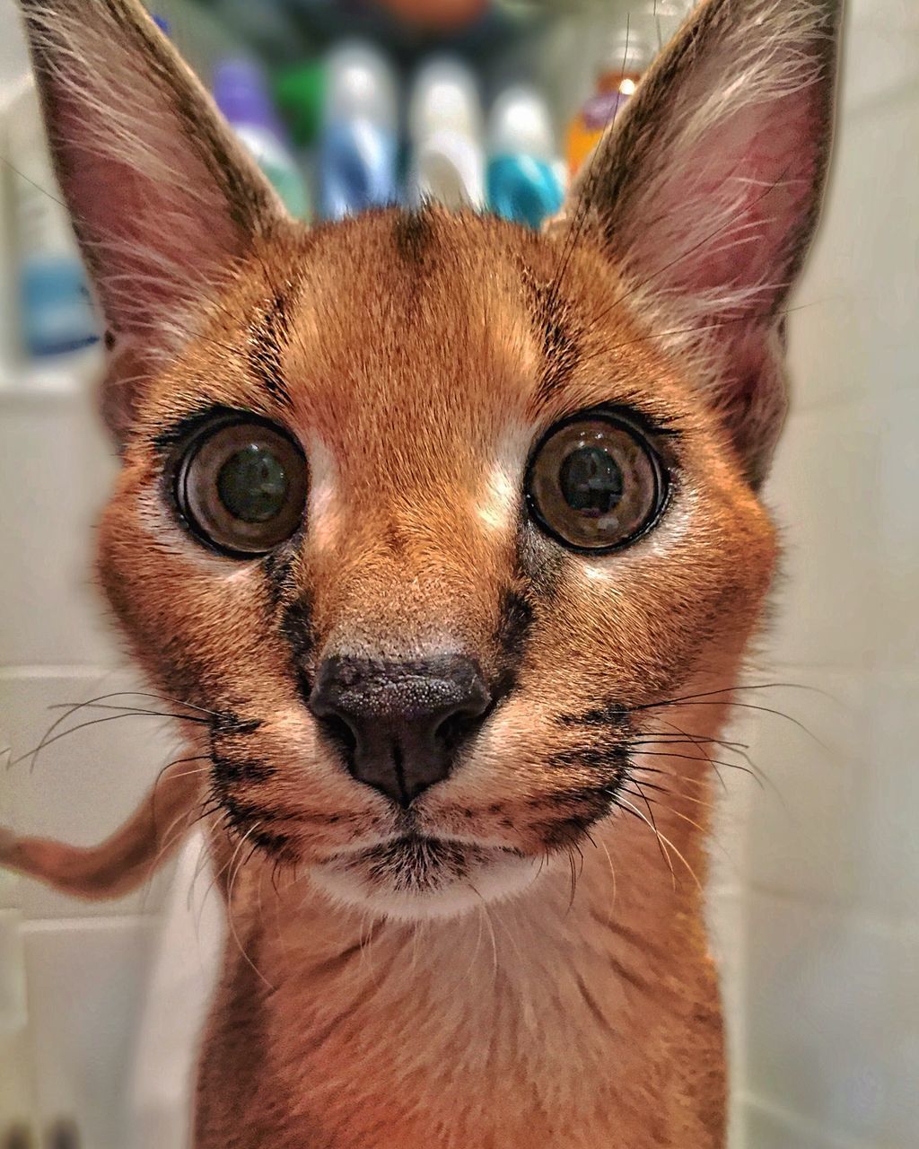 animal themes, one animal, domestic animals, portrait, looking at camera, mammal, animal head, close-up, focus on foreground, pets, animal eye, animal body part, whisker, indoors, alertness, zoology, front view, day, animal hair