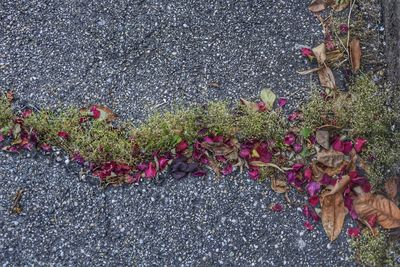 Close-up of flowers on table