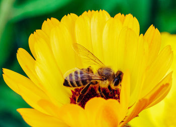 Close-up of bee pollinating on yellow flower