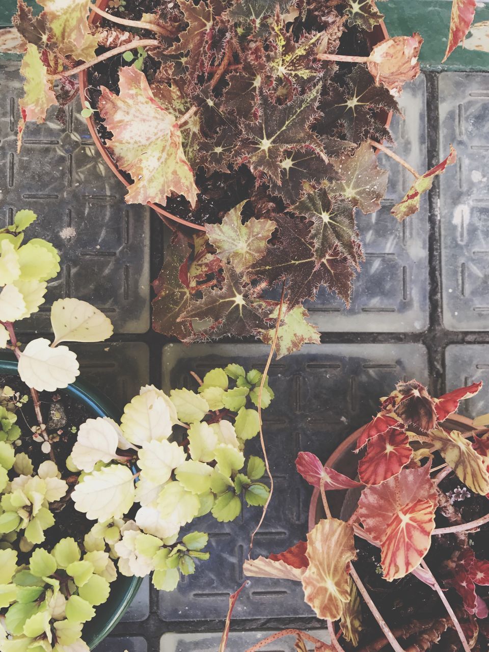 CLOSE-UP OF AUTUMN LEAVES