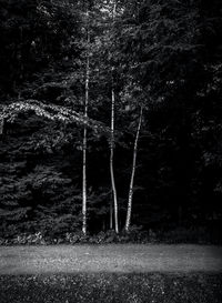 Trees on field in forest