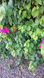 Full frame shot of flowers