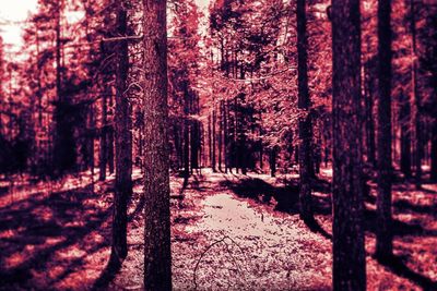 Footpath amidst trees in forest