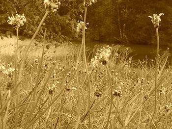 Close-up of white flowers in field