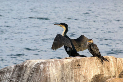 Bird perching on rock by sea