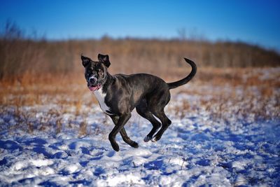 Dog running in snow