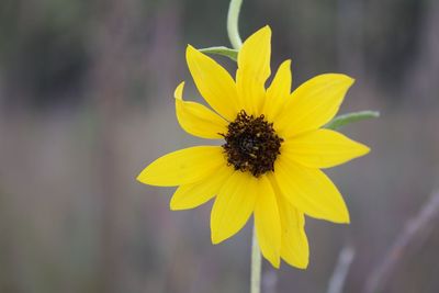 Close-up of insect on yellow flower