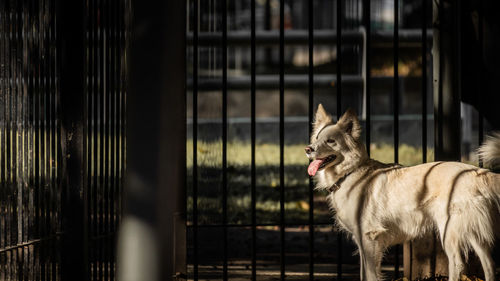 Dog looking away outdoors