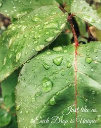 Close-up of wet leaf