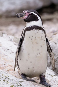 Close-up of penguin on rock