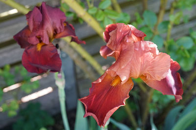 Close-up of pink flowering plant