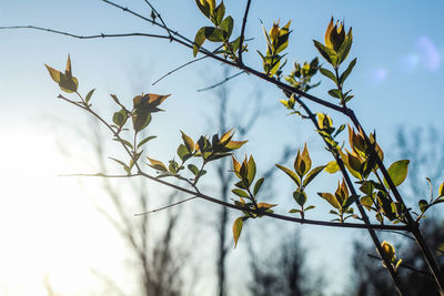 Low angle view of plant against sky