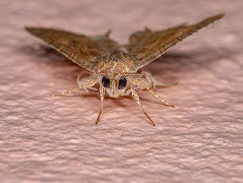 Close-up of insect