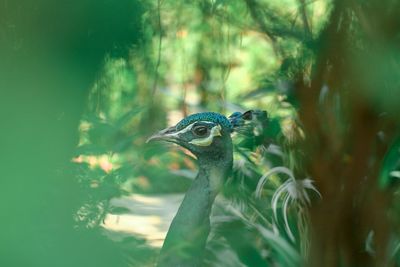 Close-up of a peacock