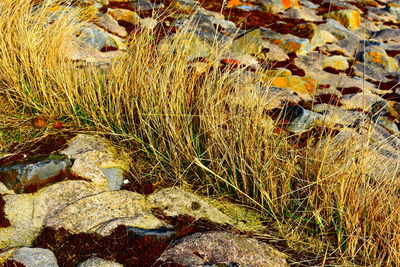 High angle view of water flowing through rocks