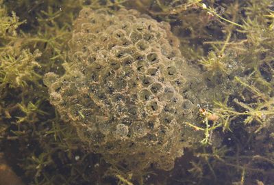 High angle view of jellyfish in sea