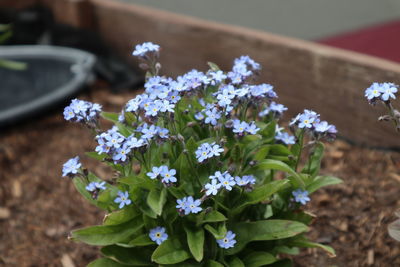 Close-up of purple flowering plant