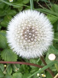 Close-up of dandelion on plant