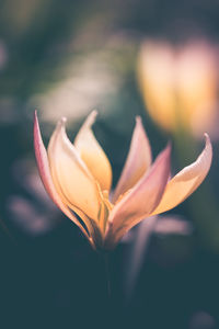 Close-up of flower against blurred background