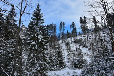 Snow covered trees in forest against sky