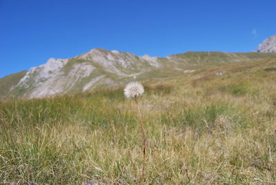 White flowers on field against clear blue sky