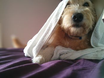 Close-up of dog relaxing at home
