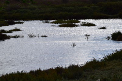 View of birds swimming in lake