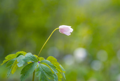 A beautiful white wood anemone growing in the spring forest.