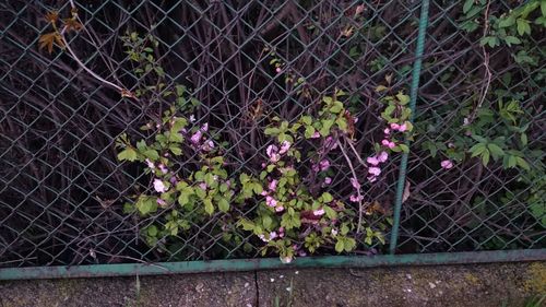 Plants seen through chainlink fence