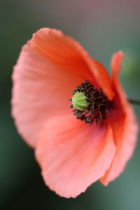 Close-up of orange poppy