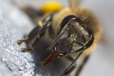 Close-up of honeybee on rock
