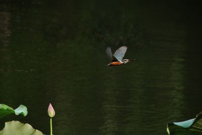 Bird flying over lake