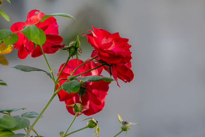 Close-up of red flowering plant