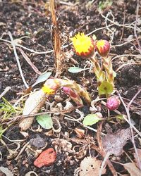 Close-up of plant growing on field