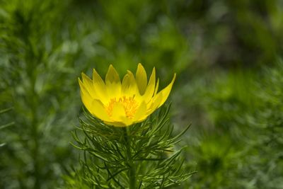 Close-up of yellow flowering plant