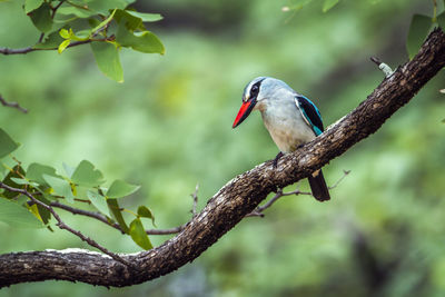 Close-up of bird perching on branch