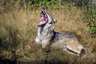 View of horse yawning