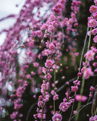 Close-up of purple flowering plant