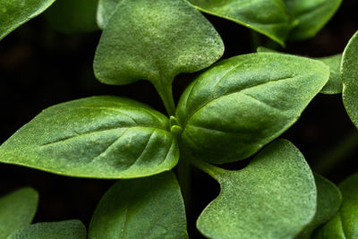 High angle view of green leaves