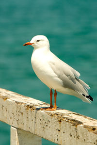 Close-up of seagull perching on railing