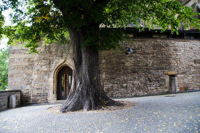 Tree in front of historic building