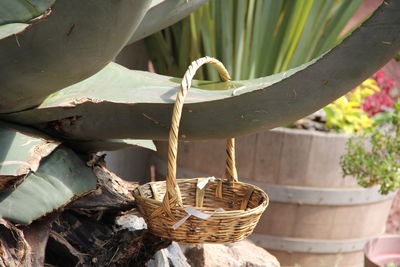 Close-up of succulent plant in basket