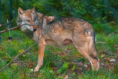 Wolf standing on glade