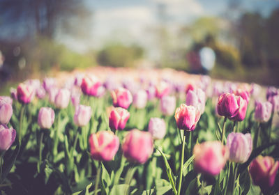 Close-up of pink tulips blooming on field