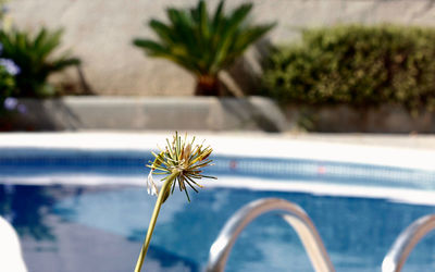 Close-up of flowering plant by swimming pool