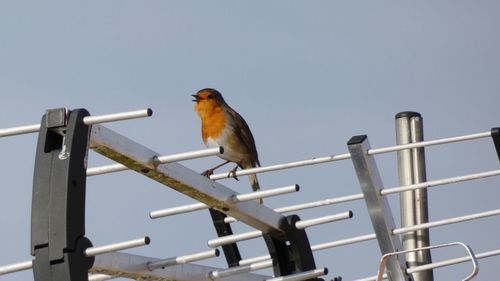 Low angle view of bird perching on railing