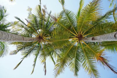 Low angle view of palm tree against clear sky