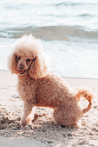 Beautiful beige color poodle dog sits on the beach near the sea. vacation and travel with pets