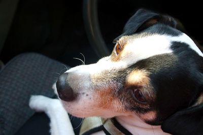 Close-up of dog looking away at home